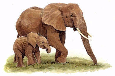 Book illustration of Elephant and baby